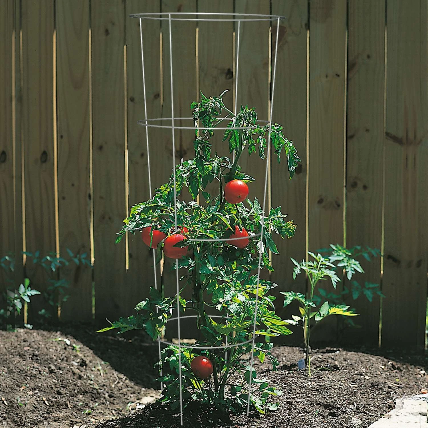 Panacea 54 In. H X 16 In. W X 16 In. D Gray Steel Tomato Cage 4 Panacea 54 In. H X 16 In. W X 16 In. D Gray Steel Tomato Cage - Image 2