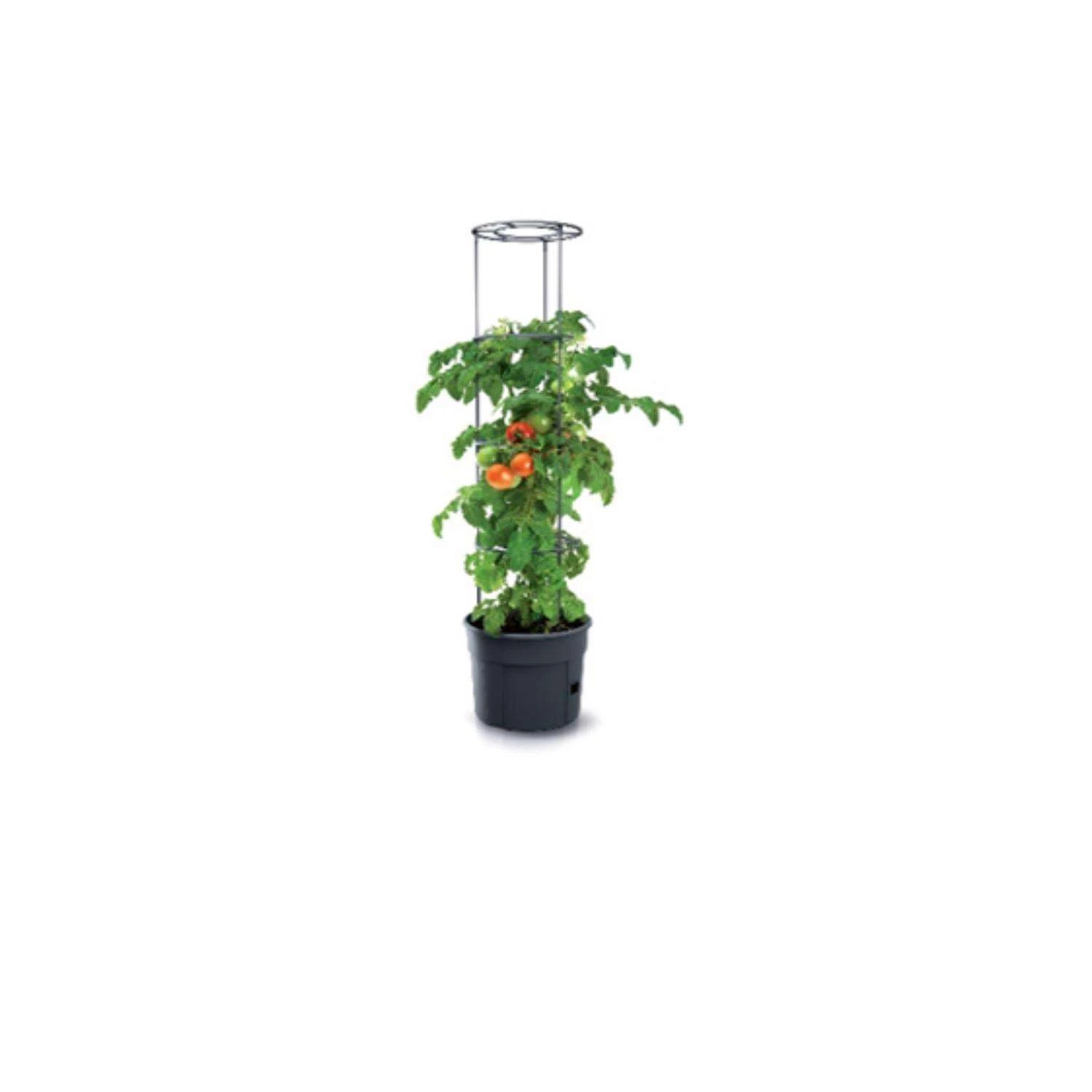Buzzy Tomato Garden Kit 1 Pk 4 Buzzy Tomato Garden Kit 1 Pk - Image 2