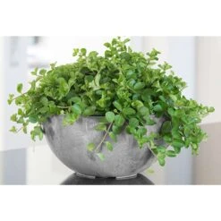 Novelty ArtStone 4.8 In. H X 9.9 In. W X 9.9 In. D X 9.9 In. D Resin Napa Bowl Planter Gray 10 Novelty ArtStone 4.8 In. H X 9.9 In. W X 9.9 In. D X 9.9 In. D Resin Napa Bowl Planter Gray -ORBIT || ACE || TORO Shop 1d5c035b c35b 4233 a503 561f26f73d9d