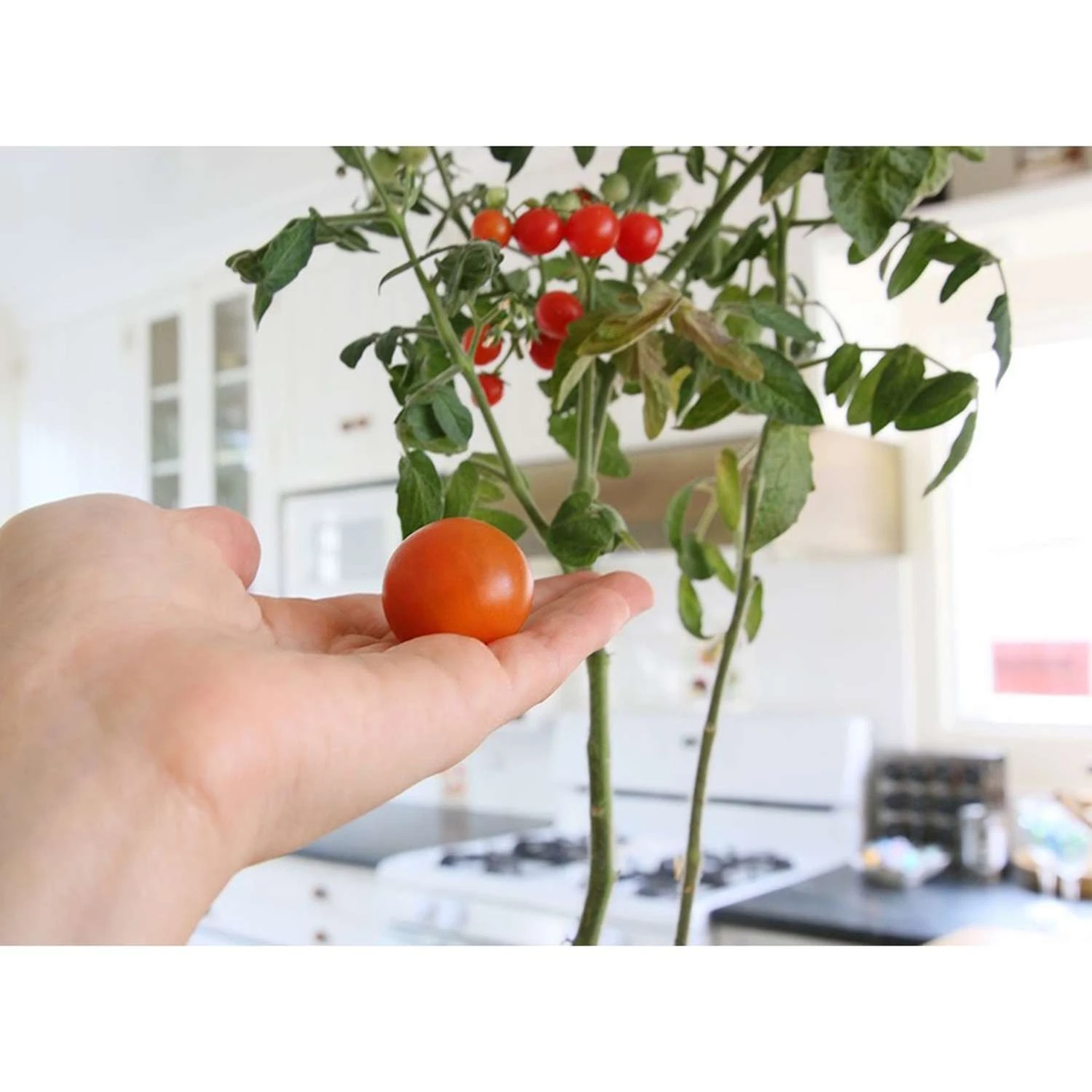 Back To The Roots Cherry Tomato Grow Kit 1 Pk 4 Back To The Roots Cherry Tomato Grow Kit 1 Pk - Image 3