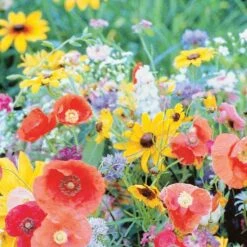 Ferry-Morse Pollinator Wildflower Mix Seeds 1 Pk 7 Ferry-Morse Pollinator Wildflower Mix Seeds 1 Pk -ORBIT || ACE || TORO Shop 32c9c49f 153d 4303 8cb7 b7b50ded7b4b