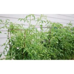 Glamos Wire 54 In. H X 16 In. W X 16 In. D Red Steel Tomato Cage -ORBIT || ACE || TORO Shop 3792ade4 ff11 402e b7b8 b0c0bdb6d583