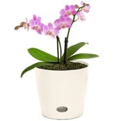 Bamboo-Blooms Waterwell Self Watering 6.5 In. H X 7 In. W X 7 In. D Wood-Resin Contemporary Round Pl 11 Bamboo-Blooms Waterwell Self Watering 6.5 In. H X 7 In. W X 7 In. D Wood-Resin Contemporary Round Pl -ORBIT || ACE || TORO Shop 3d125637 b444 4cd0 9d1c fa5e2d3147cf