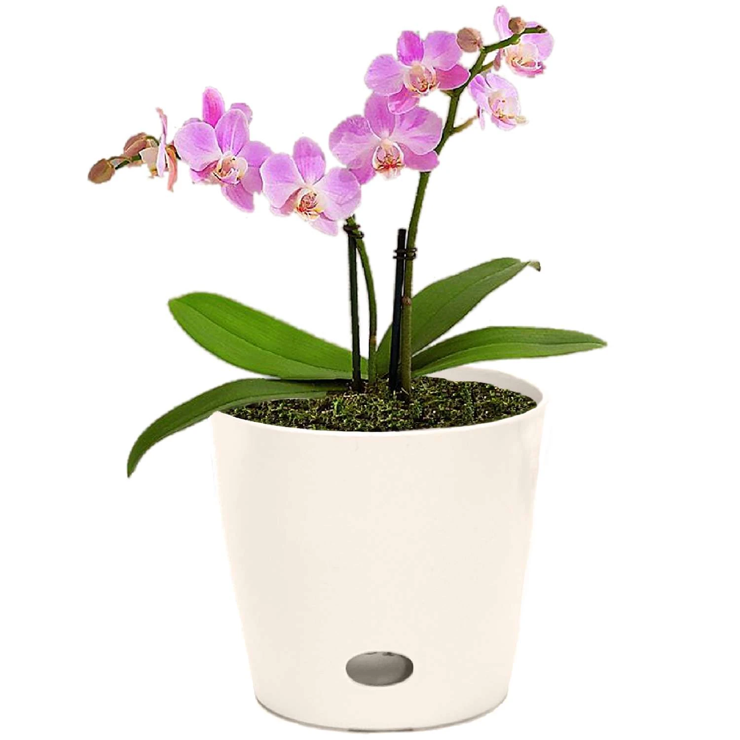 Bamboo-Blooms Waterwell Self Watering 6.5 In. H X 7 In. W X 7 In. D Wood-Resin Contemporary Round Pl 7 Bamboo-Blooms Waterwell Self Watering 6.5 In. H X 7 In. W X 7 In. D Wood-Resin Contemporary Round Pl - Image 5