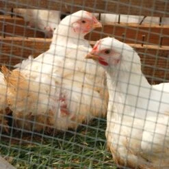 IronRidge 30 In. H X 10 Ft. L Galvanized Steel Welded Wire Fence 1 In. -ORBIT || ACE || TORO Shop 49f09ff9 54a2 41bd 8848 4cea642923d4