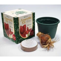 DeGroot Amaryllis Gift Box Bulb Kit 1 Pk (ASSORTED COLORS) -ORBIT || ACE || TORO Shop 529932ad e83f 4d4f a27c bcdf6a6f2036