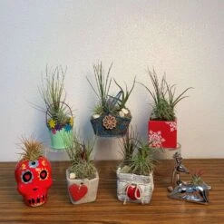 Eve's Garden Air Plant Gift Box Planter 1 Pk -ORBIT || ACE || TORO Shop 562dabcf e2da 4155 9210 6a6dee6bba5a