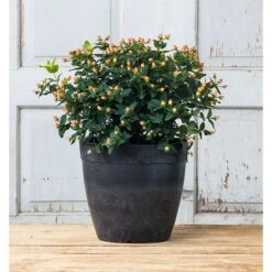 Novelty ArtStone 11.5 In. H X 12.8 In. W X 12.8 In. D X 12.8 In. D Resin Dolce Planter Black 10 Novelty ArtStone 11.5 In. H X 12.8 In. W X 12.8 In. D X 12.8 In. D Resin Dolce Planter Black -ORBIT || ACE || TORO Shop 5791512b 408c 4fb0 b4e7 a6f348ff9030