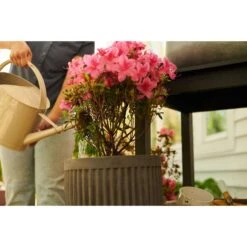 Miracle-Gro Powder Acid-Loving Plants Of Azalea, Camellia, Rhododendron Plant Food 5 Lb -ORBIT || ACE || TORO Shop 5eb95ed0 b973 4a40 955b 4adb005c5db8