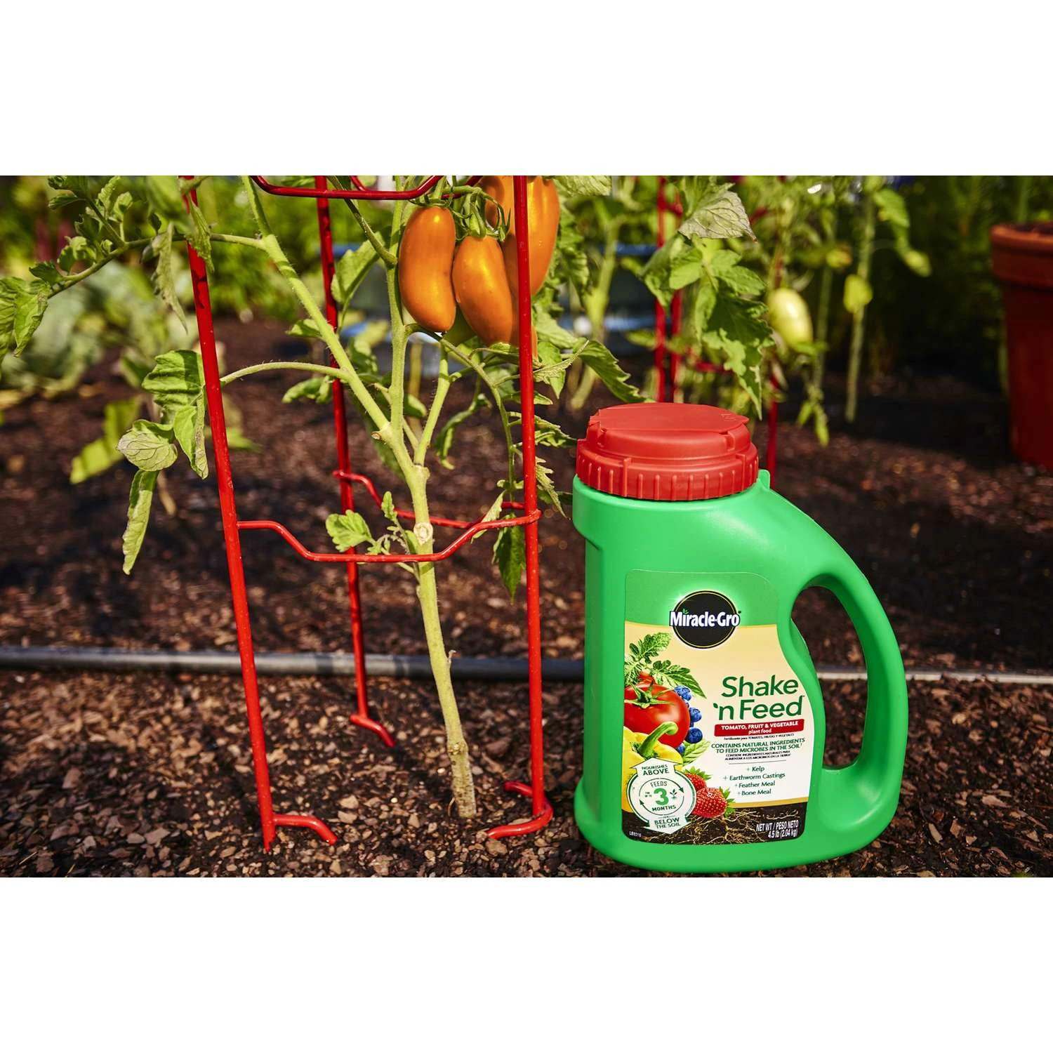 Miracle-Gro Shake 'n Feed Granules Plant Food 4.5 Lb 8 Miracle-Gro Shake 'n Feed Granules Plant Food 4.5 Lb - Image 6