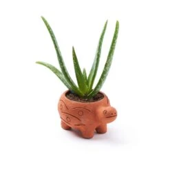 Matr Boomie 3 In. H X 4.5 In. W X 5.5 In. D Terracotta Planter Multicolored