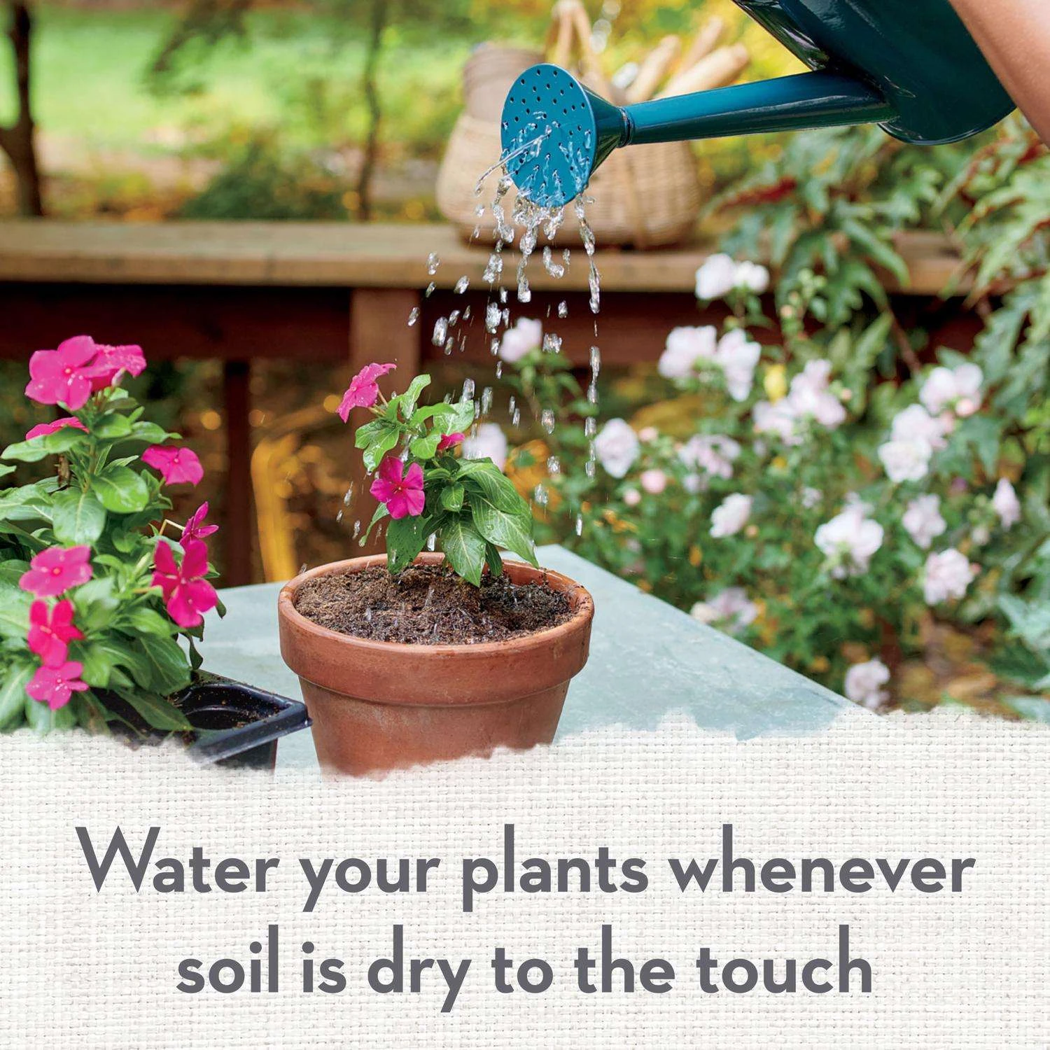 Whitney Farms Organic All Purpose Potting Soil 1.5 Cu Ft 10 Whitney Farms Organic All Purpose Potting Soil 1.5 Cu Ft - Image 8