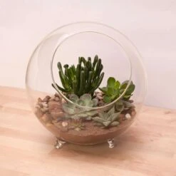 Panacea 9.5 In. H X 10.25 In. D Glass Sphere Terrarium With Feet Clear 7 Panacea 9.5 In. H X 10.25 In. D Glass Sphere Terrarium With Feet Clear -ORBIT || ACE || TORO Shop 6dd46816 d200 4fcc a507 53ecdb201e0a