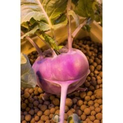 Mother Earth Hydroton Brown Clay Pebbles 10 Lb -ORBIT || ACE || TORO Shop 70bf7c41 946c 482b a01d 03a40af20d4d