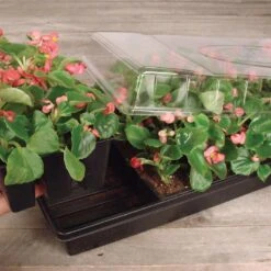 Jiffy Greenhouse 72 Cells 11 In. W X 22 In. L Seed Starting Kit 1 Pk -ORBIT || ACE || TORO Shop 7316c798 e305 4a55 a405 e8382f33c75c