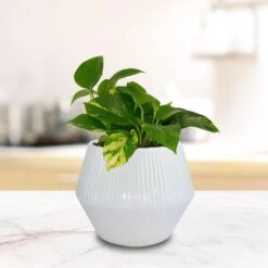 Trendspot Rena 6.5 In. H X 8 In. W X 8 In. D X 8 In. D Ceramic Planter White 7 Trendspot Rena 6.5 In. H X 8 In. W X 8 In. D X 8 In. D Ceramic Planter White -ORBIT || ACE || TORO Shop 757c015c 9825 4106 a37f d5d675f38bbc
