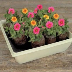 Jiffy 14 Cells 11 In. H X 11 In. W Seed Starting Kit 1 Pk 9 Jiffy 14 Cells 11 In. H X 11 In. W Seed Starting Kit 1 Pk -ORBIT || ACE || TORO Shop 7fef3fbf 5888 4234 8e00 17169b9a06a3