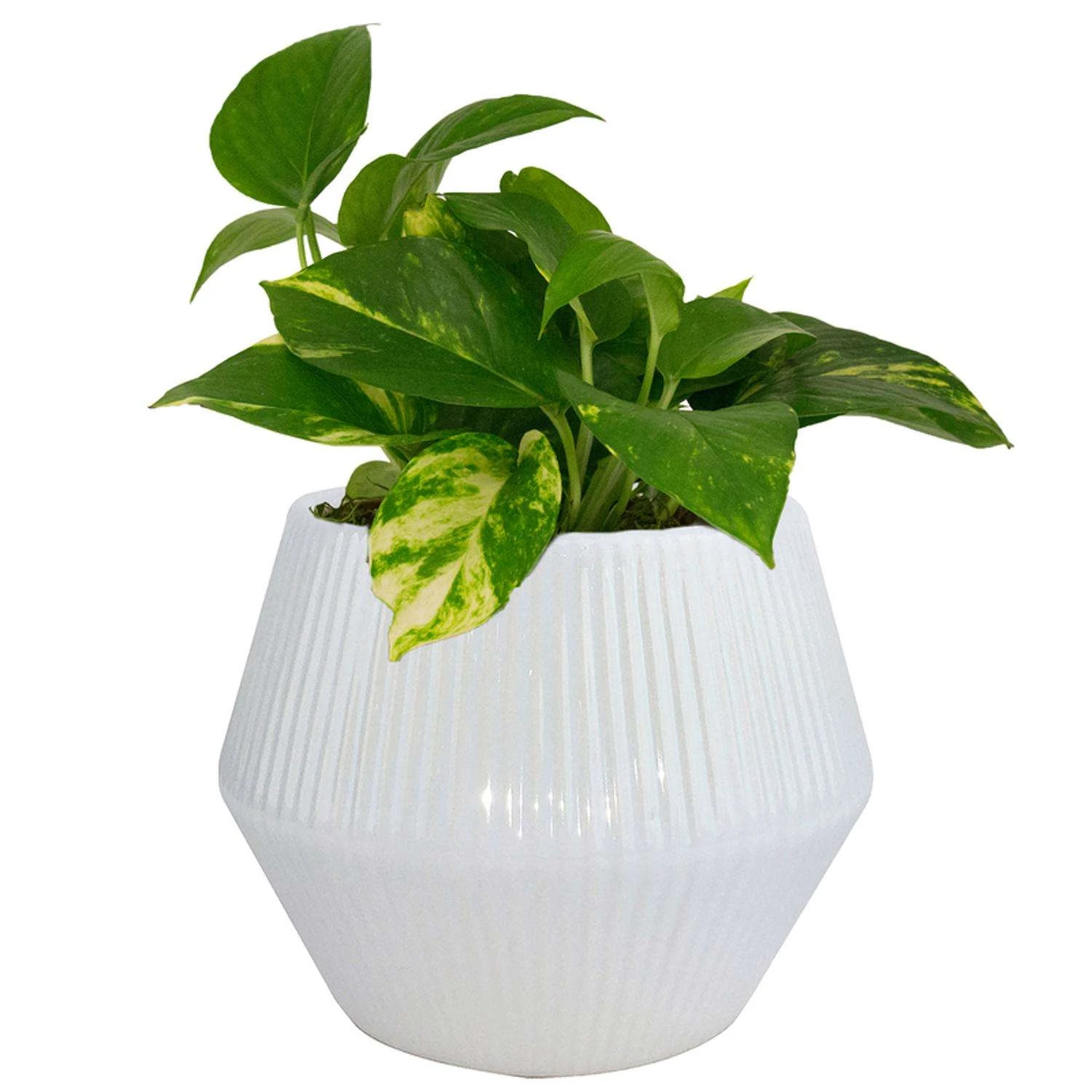 Trendspot Rena 6.5 In. H X 8 In. W X 8 In. D X 8 In. D Ceramic Planter White 4 Trendspot Rena 6.5 In. H X 8 In. W X 8 In. D X 8 In. D Ceramic Planter White - Image 2