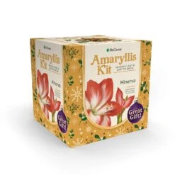 DeGroot Amaryllis Gift Box Bulb Kit 1 Pk (ASSORTED COLORS) -ORBIT || ACE || TORO Shop a6526e61 0315 42b7 b418 2c2fbc3ce7a6