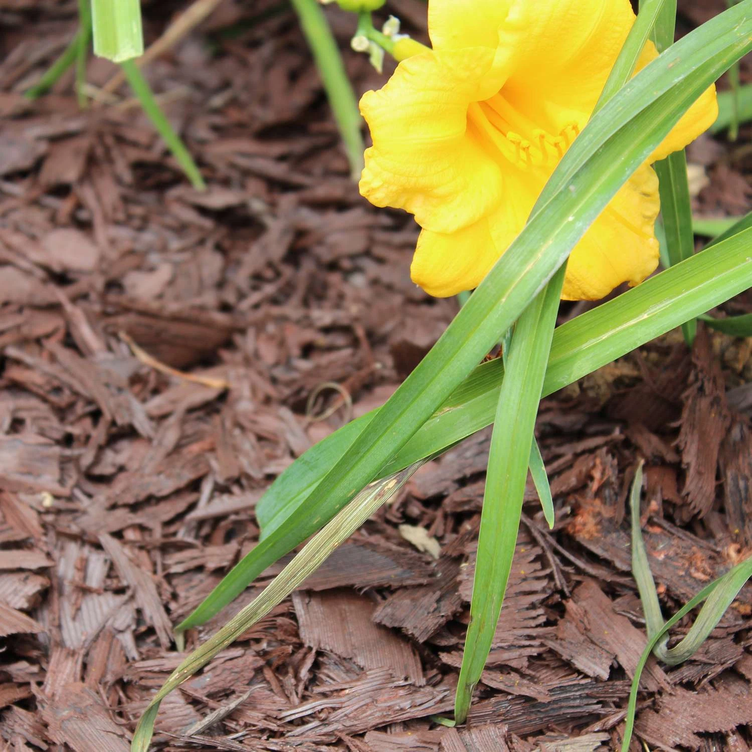 Rubberific Brown Shredded Rubber Mulch 0.8 Cu Ft 7 Rubberific Brown Shredded Rubber Mulch 0.8 Cu Ft - Image 5