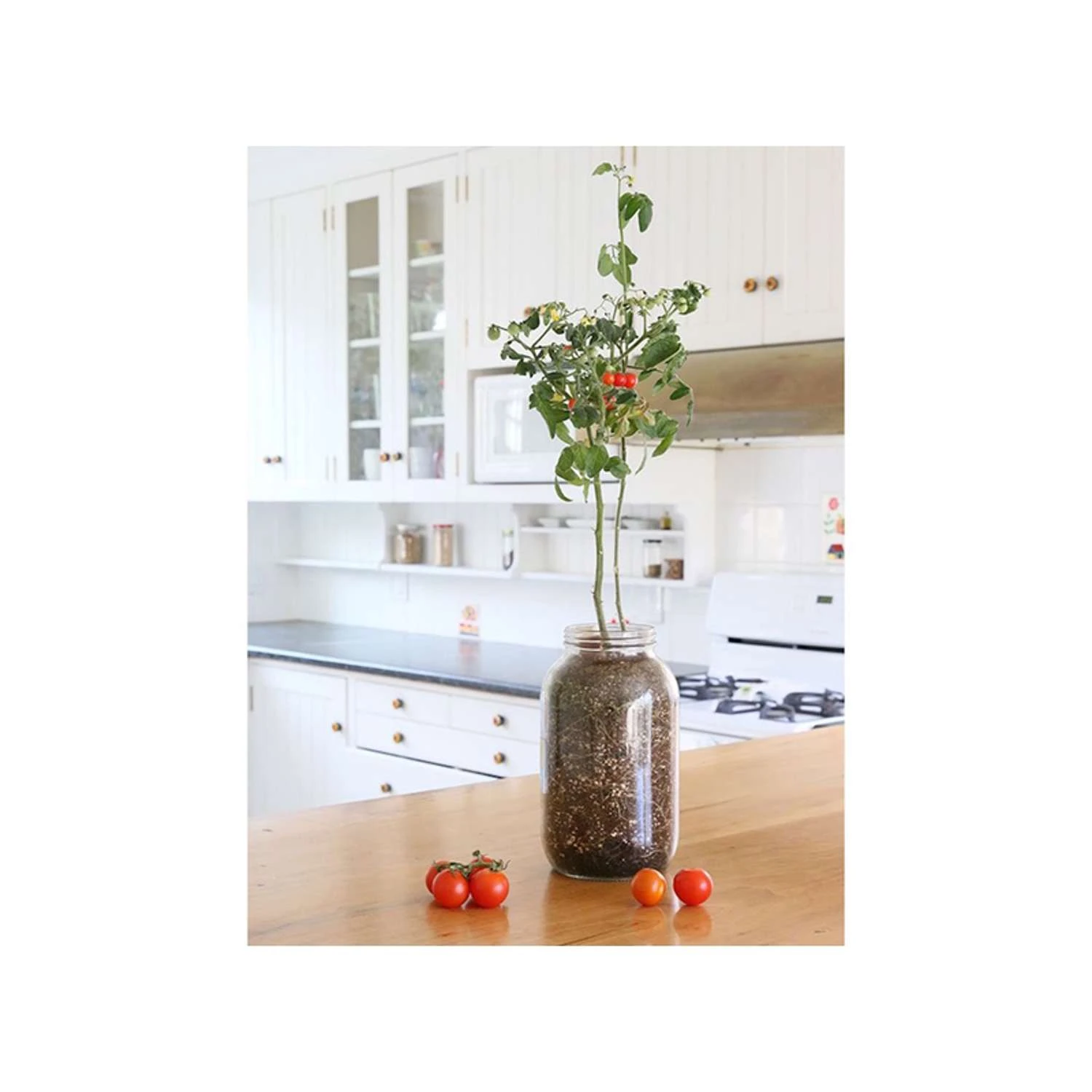 Back To The Roots Cherry Tomato Grow Kit 1 Pk 5 Back To The Roots Cherry Tomato Grow Kit 1 Pk - Image 4