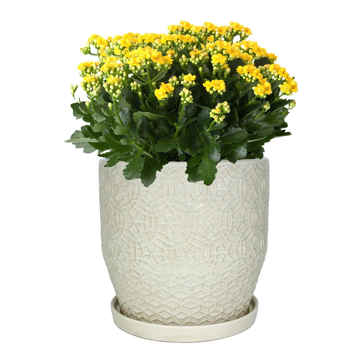 Trendspot Rivage 12 In. H X 12 In. W X 12 In. D X 12 In. D Ceramic Planter White 4 Trendspot Rivage 12 In. H X 12 In. W X 12 In. D X 12 In. D Ceramic Planter White - Image 2