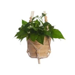 Primitive Planters White Cotton 42 In. H Beaded Plant Hanger 1 Pk 5 Primitive Planters White Cotton 42 In. H Beaded Plant Hanger 1 Pk -ORBIT || ACE || TORO Shop b01bf050 5603 493b b088 bd6468c0818c