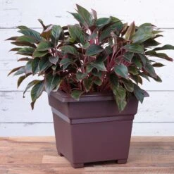 Novelty 15 In. H X 18 In. W X 18 In. D Plastic Countryside Tub Patio Planter Brown -ORBIT || ACE || TORO Shop b0b33c22 351a 48ce b05d a981b3dad69f