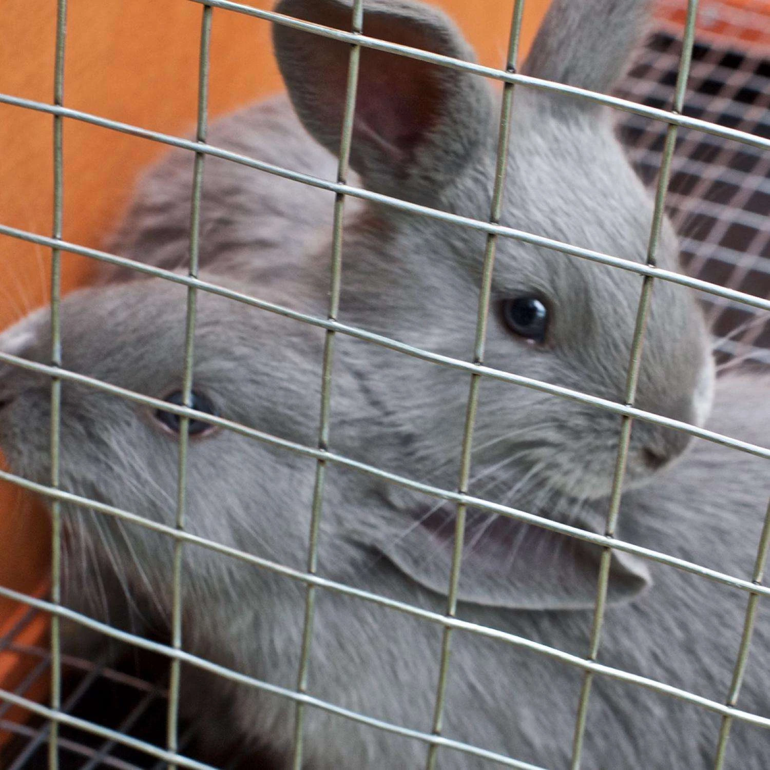 IronRidge 24 In. H X 25 Ft. L Galvanized Steel Welded Wire Fence 1 In. 8 IronRidge 24 In. H X 25 Ft. L Galvanized Steel Welded Wire Fence 1 In. - Image 6