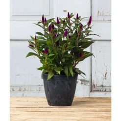 Novelty ArtStone 7.5 In. H X 8.5 In. W X 8.5 In. D X 8.5 In. D Resin Dolce Planter Black -ORBIT || ACE || TORO Shop b6fe2401 3df2 4589 8326 a97e3a127f0c