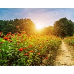 Buzzy Seeds Wildflower Mix Seeds 1 Pk -ORBIT || ACE || TORO Shop bab2a18f 8f2c 4ed3 888b e082bf8553a4