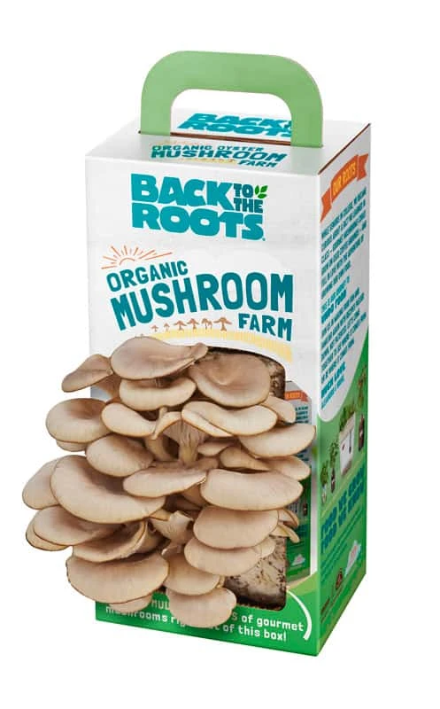 Back To The Roots Mushroom Grow Kit 1 Pk 3 Back To The Roots Mushroom Grow Kit 1 Pk