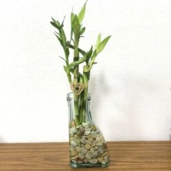Eve's Garden Lucky Bamboo Plant 1 Pk -ORBIT || ACE || TORO Shop c775a6e4 5286 417d bd04 af56217cf41a