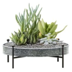 Panacea 5.75 In. H X 16 In. D Metal Succulent Tray Planter With Stand Silver -ORBIT || ACE || TORO Shop cca5932c fdf1 4460 a7d7 50a34db8cac4