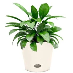 Bamboo-Blooms Waterwell Self Watering 6.5 In. H X 7 In. W X 7 In. D Wood-Resin Contemporary Round Pl 10 Bamboo-Blooms Waterwell Self Watering 6.5 In. H X 7 In. W X 7 In. D Wood-Resin Contemporary Round Pl -ORBIT || ACE || TORO Shop cd660a80 949a 4fcf 99a9 4f4441599359