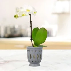Trendspot Orchid 6.1 In. H X 5.5 In. W X 5.5 In. D X 6 In. D Ceramic Planter Gray 7 Trendspot Orchid 6.1 In. H X 5.5 In. W X 5.5 In. D X 6 In. D Ceramic Planter Gray -ORBIT || ACE || TORO Shop dc16b01e 66ec 411b 94b4 3551c4e50eeb