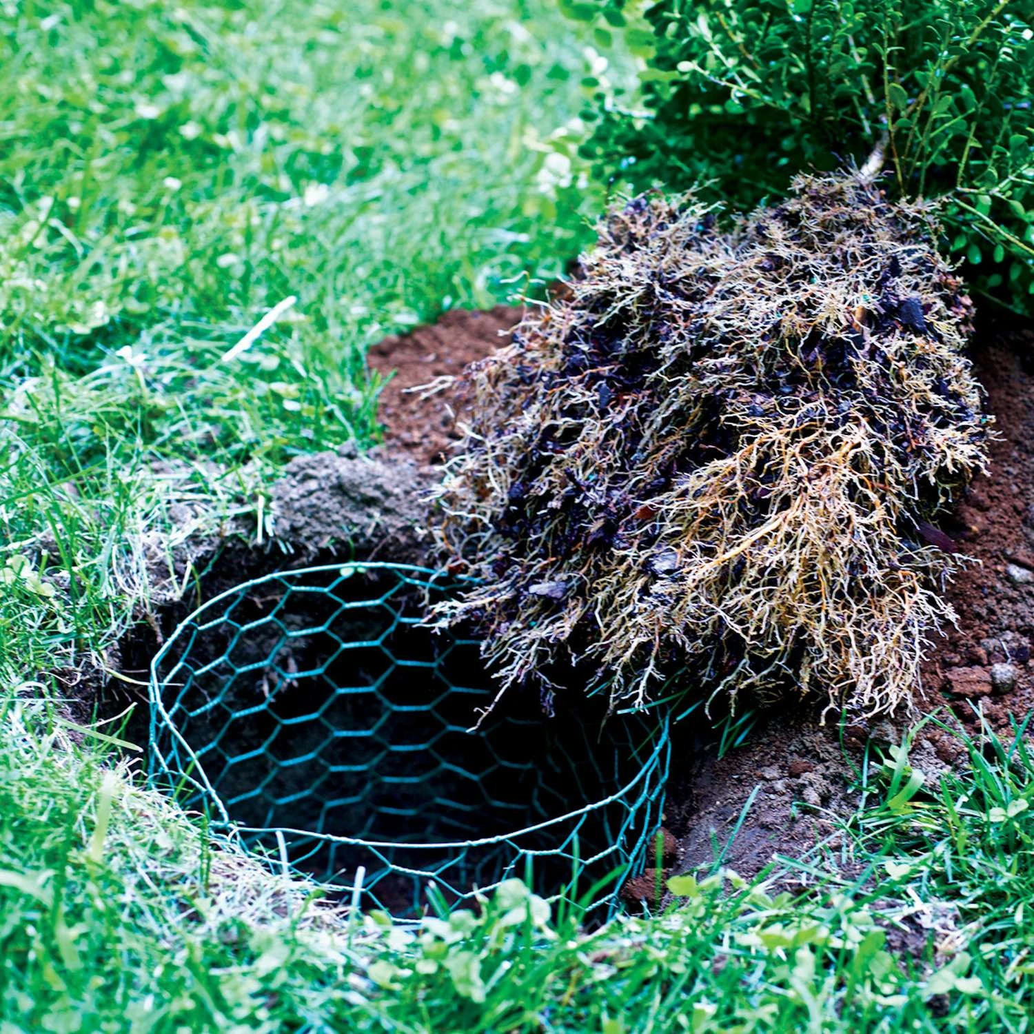 Garden Craft 36 In. H X 25 Ft. L Steel Poultry Netting 1 In. 7 Garden Craft 36 In. H X 25 Ft. L Steel Poultry Netting 1 In. - Image 5