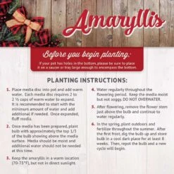 DeGroot Amaryllis Gift Box Bulb Kit 1 Pk (ASSORTED COLORS) -ORBIT || ACE || TORO Shop f9ce2704 6f9f 46ab 82da b154e7e49438